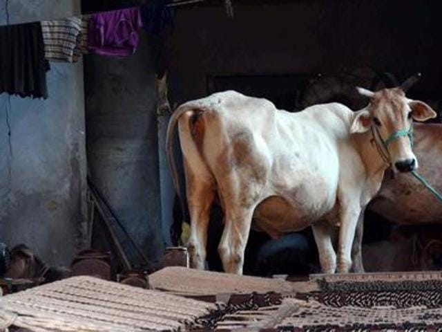 These stray cattle become cause of dreadful accidents.(HT Photo) These stray cattle become cause of dreadful accidents.(HT Photo)