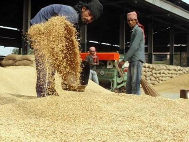 Farmers opted for PUSA 44, which takes 160 days to mature, instead of the Indian Council of Agricultural Research (ICAR)-recommended varieties PR 121, 122, 123 and 124, which take 140-145 days to mature. (HT Photo) Farmers opted for PUSA 44, which takes 160 days to mature, instead of the Indian Council of Agricultural Research (ICAR)-recommended varieties PR 121, 122, 123 and 124, which take 140-145 days to mature. (HT Photo)