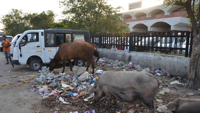 Amritsar mayor said unmanned herds let loose by the farmers to graze in the city’s green spaces were the ones that largely contributed to the stray cattle menace affecting the city, besides the abandoned cattle. (HT Photo)