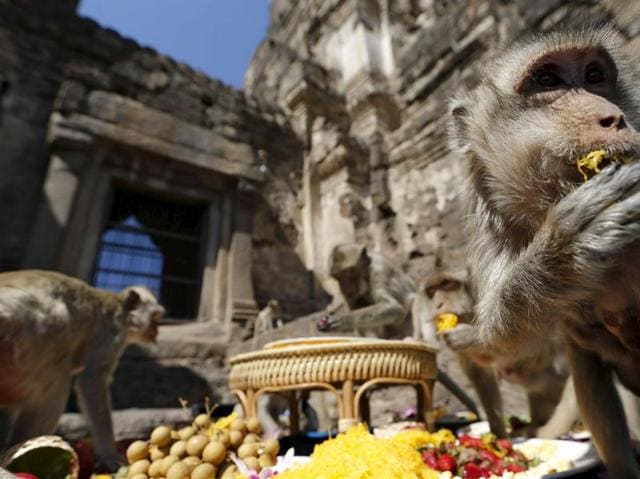 A monkey eats fruits during the annual Monkey Buffet Festival at the Phra Prang Sam Yot temple in Lopburi, north of Bangkok, November 29, 2015. (REUTERS)
