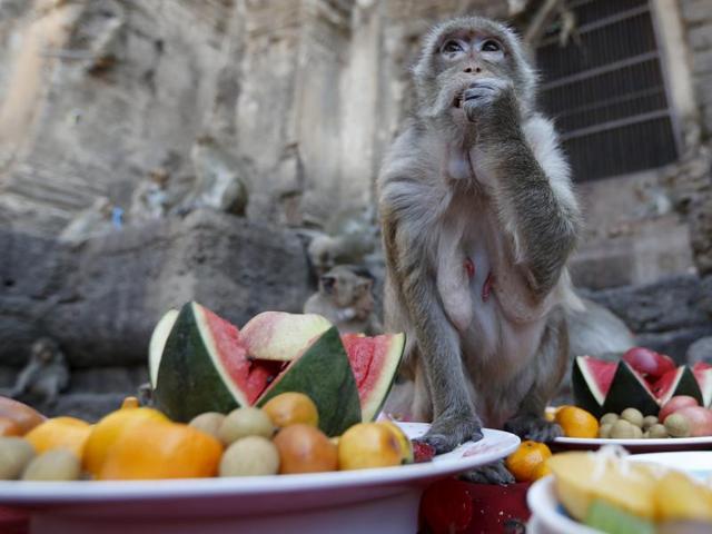 A monkey eats fruits during the annual Monkey Buffet Festival at the Phra Prang Sam Yot temple in Lopburi, north of Bangkok, November 29, 2015. People provide food and drinks to the local monkey population, amounting to more than 2,000 monkeys, during this festival to thank them for drawing tourists to the town. (REUTERS)