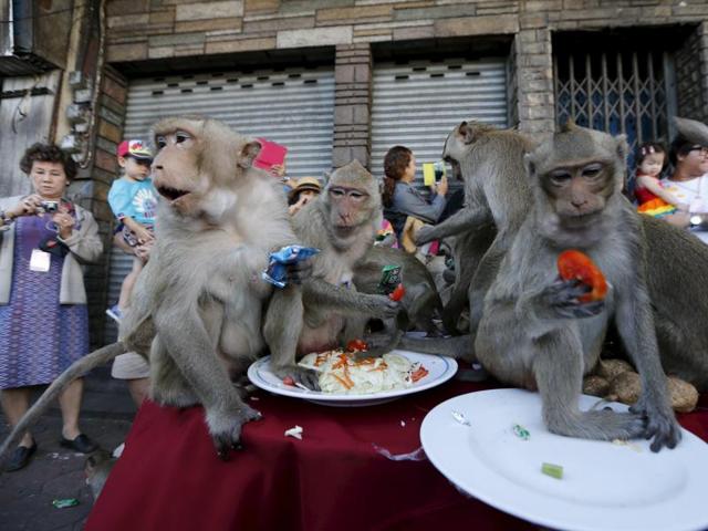 Monkeys eat fruits during the annual Monkey Buffet Festival in Lopburi, north of Bangkok November 29, 2015. (REUTERS)
