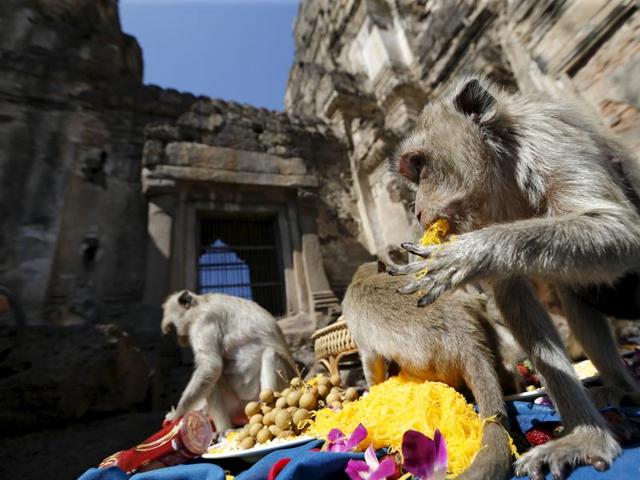 Long-tailed monkeys eat fruits during the annual Monkey Buffet Festival at the Phra Prang Sam Yot temple in Lopburi, north of Bangkok, November 29, 2015. (REUTERS)