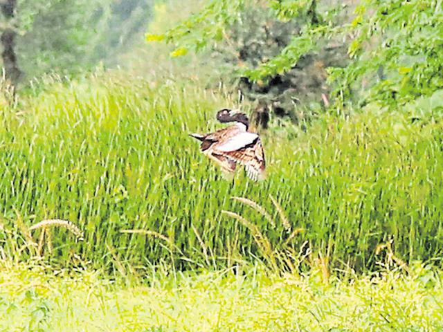 Over the past three years the number of the bustard sightings has come down from 400 to 100 in Rajasthan alone, indicating long-term population decline.(Deepak Sharma/HT file photo)