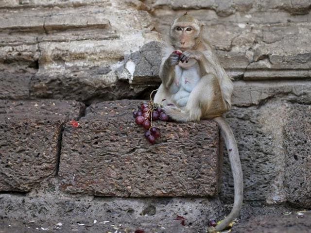 A lmonkey eats fruit during the annual Monkey Buffet Festival at the Phra Prang Sam Yot temple in Lopburi, north of Bangkok November 29, 2015. (REUTERS)