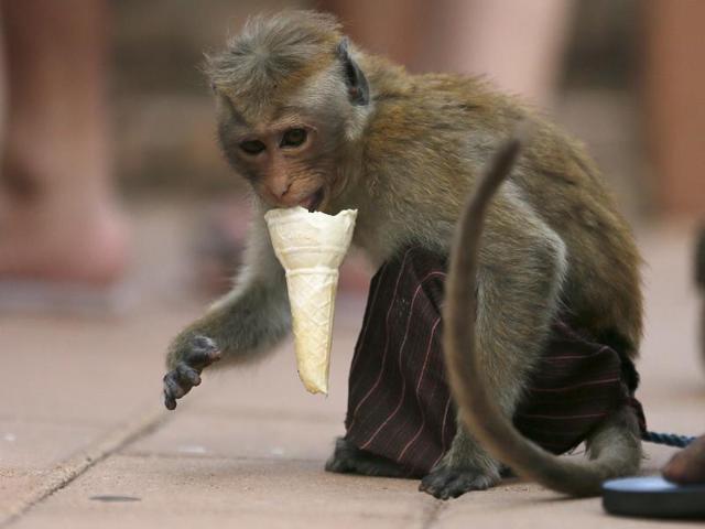 A monkey eats an ice cream cone offered by a man during a street circus show in Colombo November 29, 2015. (REUTERS)