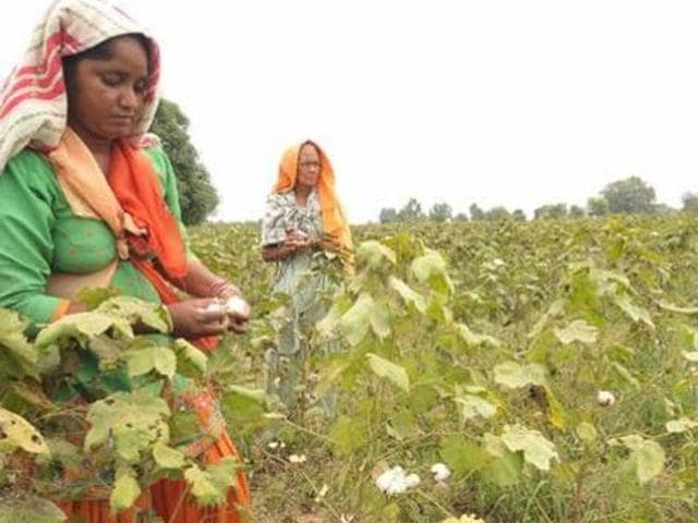 The government had in October announced compensation of Rs 64 crore for labourers, mainly cotton pickers. (HT Photo) The government had in October announced compensation of Rs 64 crore for labourers, mainly cotton pickers. (HT Photo)