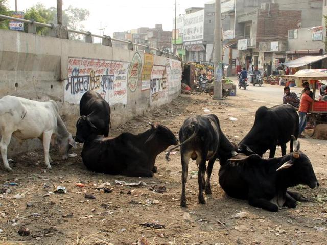 According to some social workers, the number of stray cattle in the district could be around or above 10,000. (Sanjeev Kumar/HT Photo) According to some social workers, the number of stray cattle in the district could be around or above 10,000. (Sanjeev Kumar/HT Photo)
