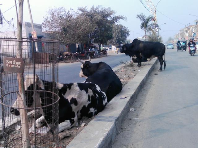 In Muktsar town, a large number of stray cattle are seen on Kotkapura, Mall Godown and Malout roads. However, they are found moving around in almost all areas of the town. (HT Photo) In Muktsar town, a large number of stray cattle are seen on Kotkapura, Mall Godown and Malout roads. However, they are found moving around in almost all areas of the town. (HT Photo)
