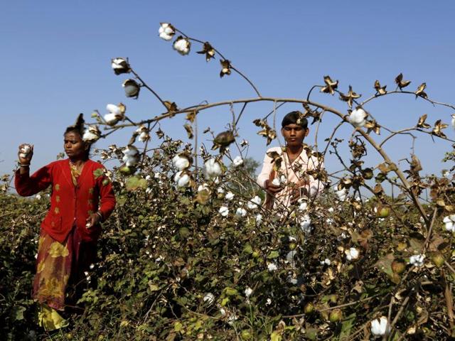 Farmers harvest cotton in a field in Nana Viramgam village in Gujarat. (REUTERS) Farmers harvest cotton in a field in Nana Viramgam village in Gujarat. (REUTERS)
