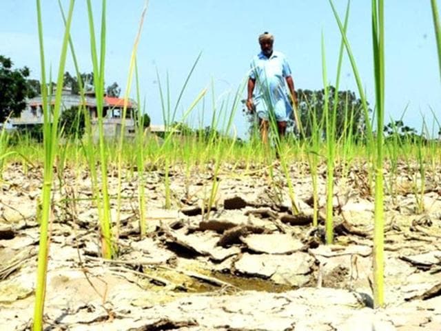 About eight of each 10 households in Bundelkhand were eating rotis with spices and salt. Up to 17% of all households had replaced regular meals with rotis made of grass, according to a survey conducted by Swaraj Abhiyan, an NGO.(HT Photo) About eight of each 10 households in Bundelkhand were eating rotis with spices and salt. Up to 17% of all households had replaced regular meals with rotis made of grass, according to a survey conducted by Swaraj Abhiyan, an NGO.(HT Photo)