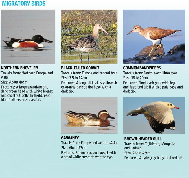 By Dr Shrirang Bakhle, with additional inputs from Pallavi Shivalkar. Information also sourced from Birds of Indian Subcontinent by Carol Inskipp, Richard Grimmett and Tim Inskipp (Publisher: Oxford University Press) (Photos: Shreyas Padgaonkar; Pallavi Shivalkar; Ameya Rele; Chinmay Tipnis; Shivam Gujarathi) By Dr Shrirang Bakhle, with additional inputs from Pallavi Shivalkar. Information also sourced from Birds of Indian Subcontinent by Carol Inskipp, Richard Grimmett and Tim Inskipp (Publisher: Oxford University Press) (Photos: Shreyas Padgaonkar; Pallavi Shivalkar; Ameya Rele; Chinmay Tipnis; Shivam Gujarathi)