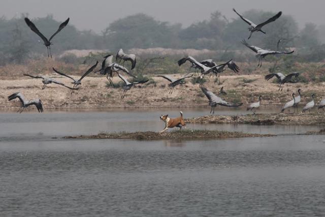 (Photo provided by Hem Singh Gehlot, assistant professor of zoology at Jai Narain Vyas University) (Photo provided by Hem Singh Gehlot, assistant professor of zoology at Jai Narain Vyas University)