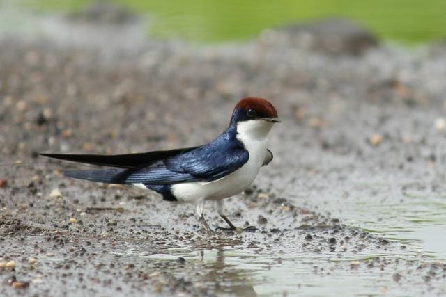 Wire tailed swallow: It has bright blue upperparts, bright white underparts and a chestnut cap (Photo: Ameya Rele) Wire tailed swallow: It has bright blue upperparts, bright white underparts and a chestnut cap (Photo: Ameya Rele)