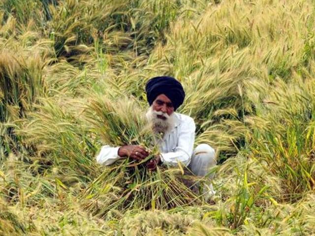 IIWBR director said that HD 2967 remained quite popular in the region and easy and ample availability of its seeds might be responsible for ignoring advisories. (Livemint photo) IIWBR director said that HD 2967 remained quite popular in the region and easy and ample availability of its seeds might be responsible for ignoring advisories. (Livemint photo)