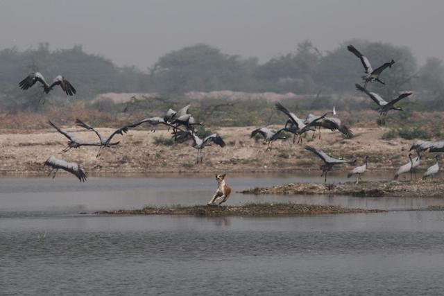 (Photo provided by Hem Singh Gehlot, assistant professor of zoology at Jai Narain Vyas University) (Photo provided by Hem Singh Gehlot, assistant professor of zoology at Jai Narain Vyas University)