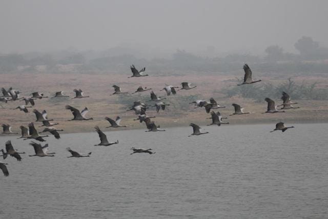 (Photo provided by Hem Singh Gehlot, assistant professor of zoology at Jai Narain Vyas University) (Photo provided by Hem Singh Gehlot, assistant professor of zoology at Jai Narain Vyas University)