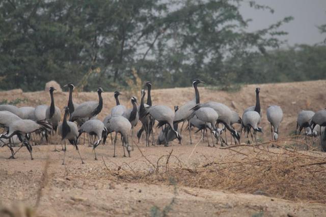 (Photo provided by Hem Singh Gehlot, assistant professor of zoology at Jai Narain Vyas University) (Photo provided by Hem Singh Gehlot, assistant professor of zoology at Jai Narain Vyas University)