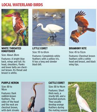 It’s birdwatching season: Get your binoculars and field guides ready ...