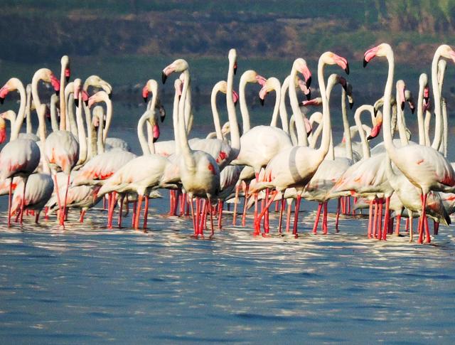The prominent features of a flamingo: Pinkish-white feathers, with red wing coverts. Inner flight feathers are black. The bill is pink with a distinct black tip, and the legs are entirely pink. (Photo: Pallavi Shivalkar) The prominent features of a flamingo: Pinkish-white feathers, with red wing coverts. Inner flight feathers are black. The bill is pink with a distinct black tip, and the legs are entirely pink. (Photo: Pallavi Shivalkar)