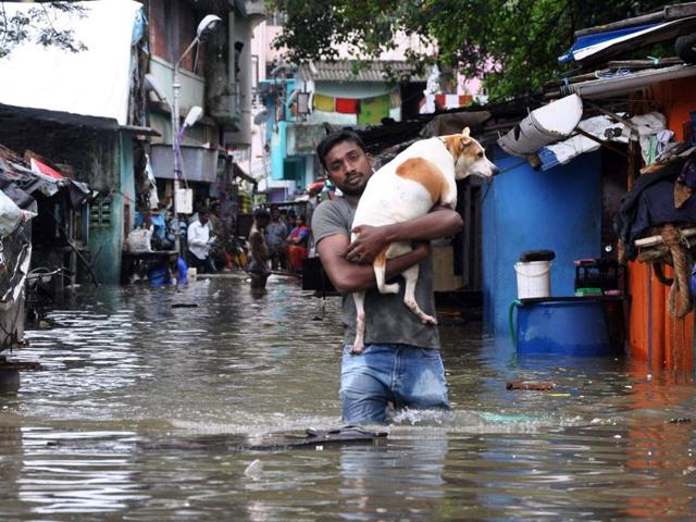 A man carries a dog and wades through a flooded street in Chennai. (AP)