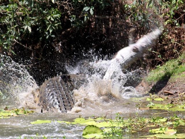 A saltwater crocodile throws another crocodile in the air before eating it at the Catfish Waterhole in the Rinyirru (Lakefield) National Park located in northern Queensland, Australia. (REUTERS/ Handout) A saltwater crocodile throws another crocodile in the air before eating it at the Catfish Waterhole in the Rinyirru (Lakefield) National Park located in northern Queensland, Australia. (REUTERS/ Handout)