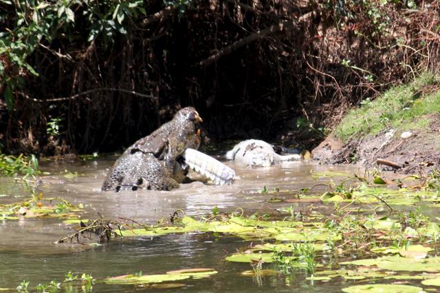 In Australia, two crocodiles photographed in deadly duel | World News ...