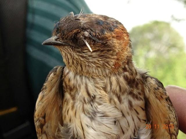 (Photo by Bombay Natural History Society) (Photo by Bombay Natural History Society)