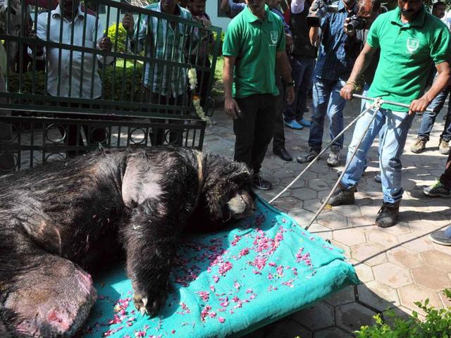 A zoo official sedates Chotu, the himalayan black bear at Indore Zoo before euthanising him in Indore.(Shankar Mourya/ HT Photo)