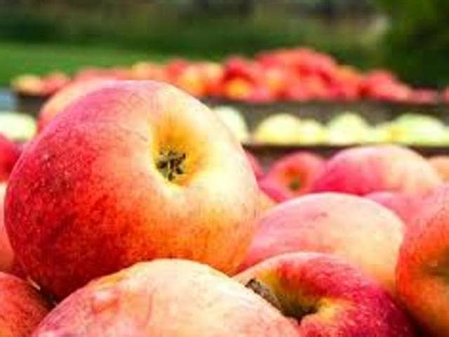 The apple economy that contributes 3% to the state is a major cash crop of the state.(HT Photo)