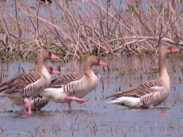 These winged guests have come from Siberia, Russia, Middle East countries, China and Mansarovar Lake (India). (HT Photo) These winged guests have come from Siberia, Russia, Middle East countries, China and Mansarovar Lake (India). (HT Photo)