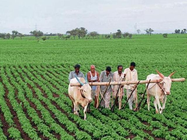 Developed countries, including the US, Canada, European Union and Japan, are pressing the emerging economies, especially India and China, to give up pre- and post-harvest subsidies (HT Photo) Developed countries, including the US, Canada, European Union and Japan, are pressing the emerging economies, especially India and China, to give up pre- and post-harvest subsidies (HT Photo)