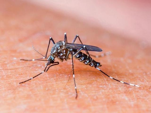 Making the dengue disease notifiable under the Epidemic Disease Act, the health department so far has issued over 80 challans and over 1,500 notices against those who violated the NVBDCP guidelines.(HT Photo)