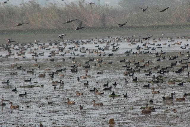In the beginning of the winter season every year, these birds leave their original habitats for Keshopur Chhamb where they stay till March 15. (HT Photo) In the beginning of the winter season every year, these birds leave their original habitats for Keshopur Chhamb where they stay till March 15. (HT Photo)