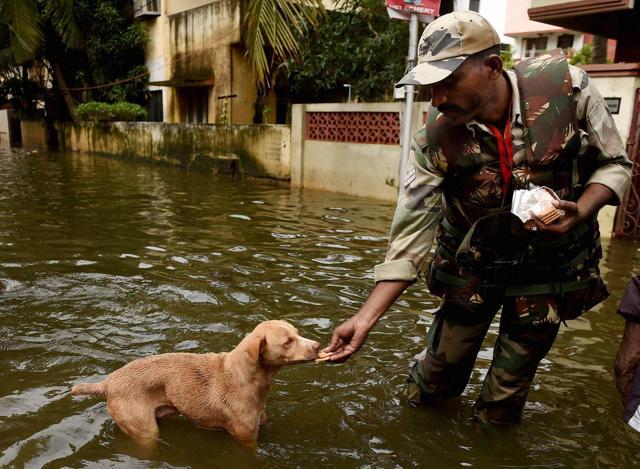 An Army person gives away biscuits to a dog during the relief operations in Velachery, one of the worst flood-hit areas in Chennai (PTI) An Army person gives away biscuits to a dog during the relief operations in Velachery, one of the worst flood-hit areas in Chennai (PTI)