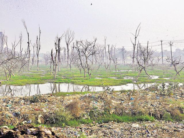 Other districts such as Pilibhit, Maharajganj, Kheri, Ghazipur and Balia have also recorded a decline in forest area as compared to the previous years.(Sakib Ali/HT Photo)