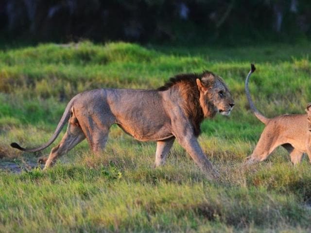 Two of the Marsh Pride lions (Screengrab) Two of the Marsh Pride lions (Screengrab)