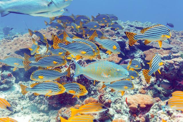 Memorable add-ons to any vacation in Maldives include swimming, fishing, water-skiing, snorkeling, scuba diving, kite boarding and windsurfing. (Shutterstock) Memorable add-ons to any vacation in Maldives include swimming, fishing, water-skiing, snorkeling, scuba diving, kite boarding and windsurfing. (Shutterstock)