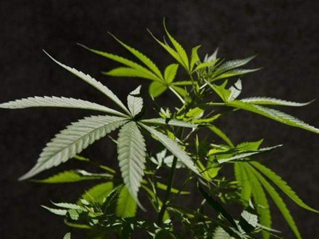 The farm university has proposed to provide alternative remunerative crops to the farmers in cannabis-growing areas. (Livemint Photo) The farm university has proposed to provide alternative remunerative crops to the farmers in cannabis-growing areas. (Livemint Photo)