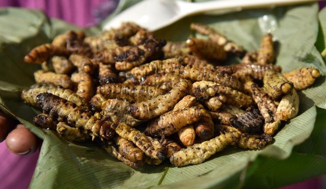 A dish made of larva is shown by a participant. (AFP) A dish made of larva is shown by a participant. (AFP)