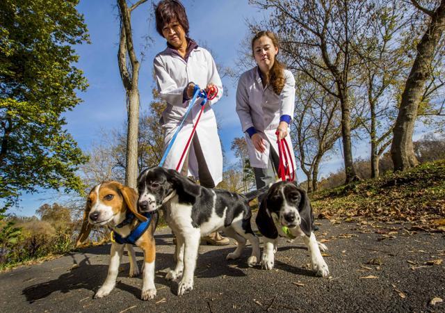 Nagashima (right) and Songsasen taking the puppies for a walk. (REUTERS) Nagashima (right) and Songsasen taking the puppies for a walk. (REUTERS)