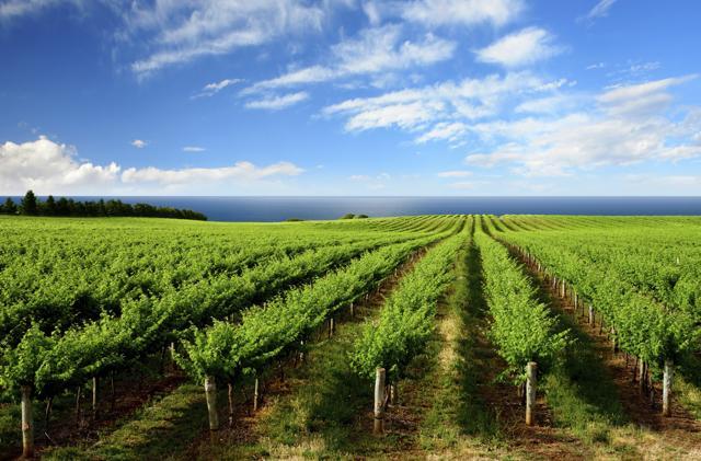 With the onset of the harvest season, wine tourism kicks off. The segment has grown exponentially With the onset of the harvest season, wine tourism kicks off. The segment has grown exponentially
