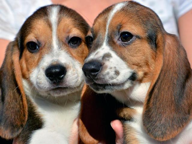 Two seven week old puppies born by in vitro fertilisation at the Baker Institute for Animal Health in New York. (AP) Two seven week old puppies born by in vitro fertilisation at the Baker Institute for Animal Health in New York. (AP)