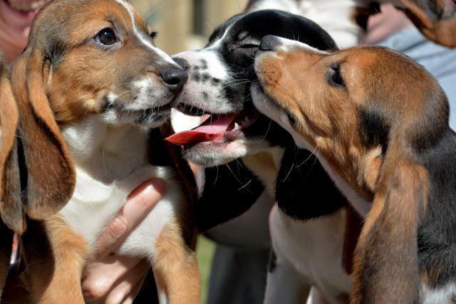 A picture of the litter provided by Cornell University College of Veterinary Medicine. (AP) A picture of the litter provided by Cornell University College of Veterinary Medicine. (AP)