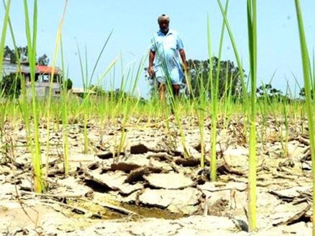Punjab chief minister Parkash Singh Badal had then directed the revenue department to come out with a viable policy for the disbursal of relief to farm labourers in case of ‘natural calamities’ in future.(HT Photo) Punjab chief minister Parkash Singh Badal had then directed the revenue department to come out with a viable policy for the disbursal of relief to farm labourers in case of ‘natural calamities’ in future.(HT Photo)