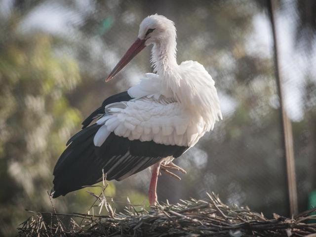 A White head Stork spotted in Chattbir Zoo. The zoo the and nearby area has received around 46% in the influx of Migratory birds this year as compared to the last season. (Gurpreet Singh/HT Photo)
