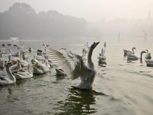 Ducks take a swim on a cold morning at Hauz Khas lake inside the Deer Park complex in South Delhi. (Abhinav Saha/ HT Photo)