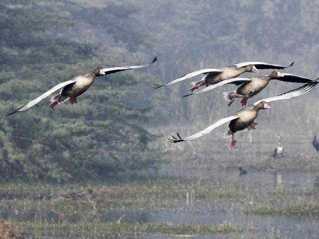 Sultanpur National park already has over 200 bird species, despite the late onset of winter and more birds are expected to fly in as temperature drops. (Sanjeev Verma/ HT Photo)