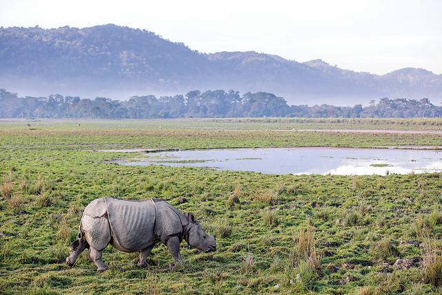Rhino dung has many properties similar to elephant dung. And this was the genesis of Elrhino, a paper-making project, in 2013. (Shutterstock) Rhino dung has many properties similar to elephant dung. And this was the genesis of Elrhino, a paper-making project, in 2013. (Shutterstock)