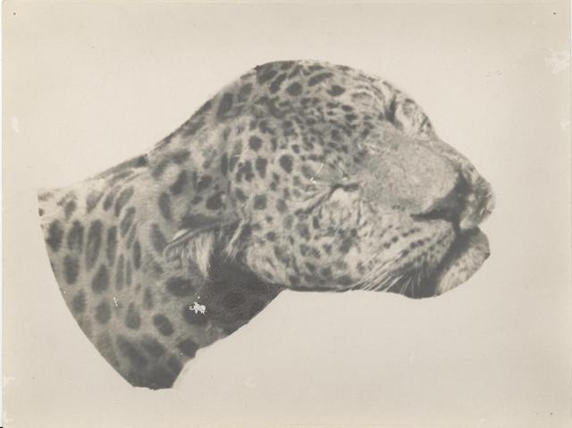 A rare picture of the Rudraprayag man-eater’s head taken by Corbett himself. (Photo: TWEED MEDIA / OUP ARCHIVES)